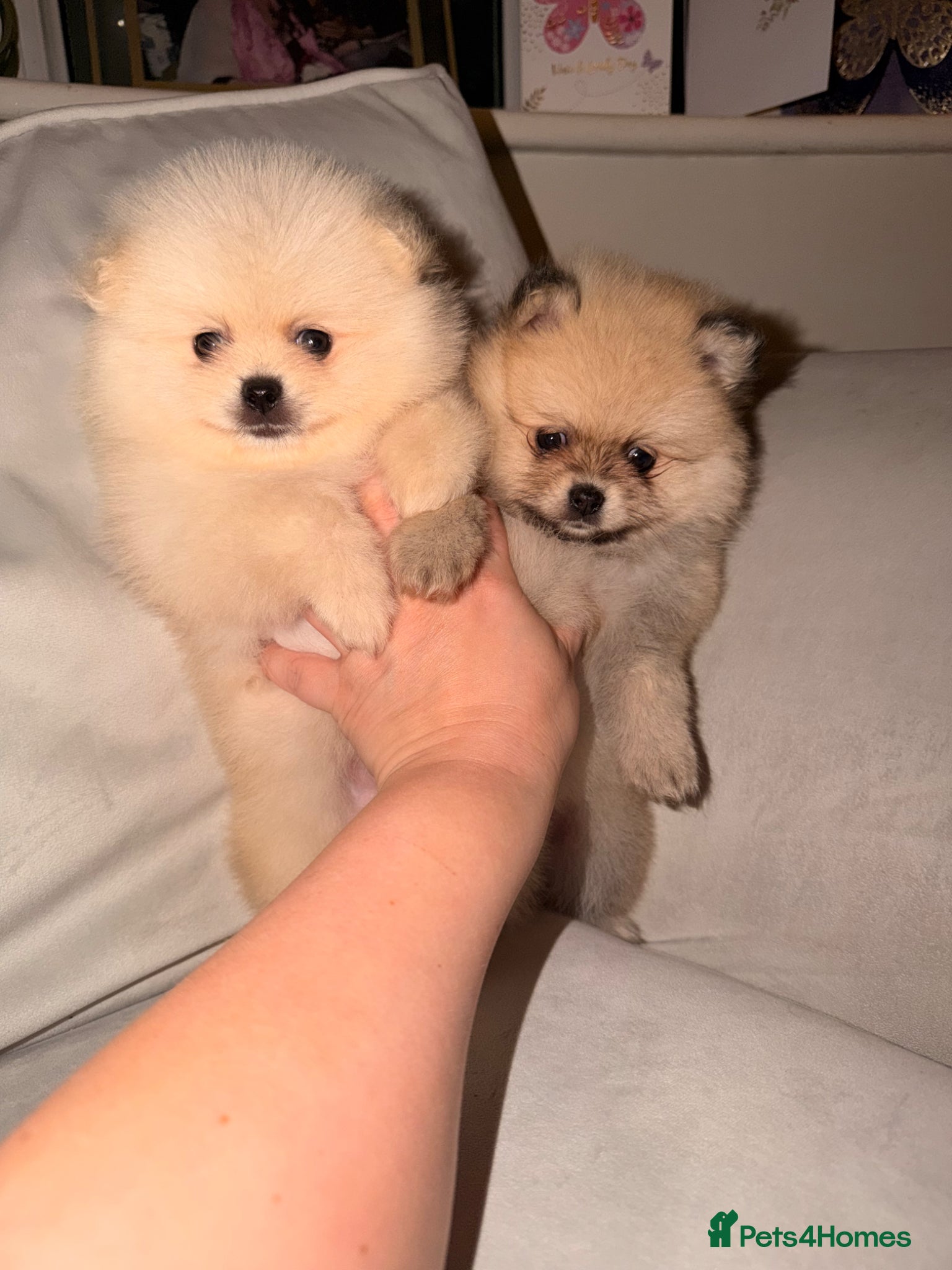 Pomeranian dogs Fluffy Teddy Bear Pomeranian Puppies Kc Reg - Advert 10