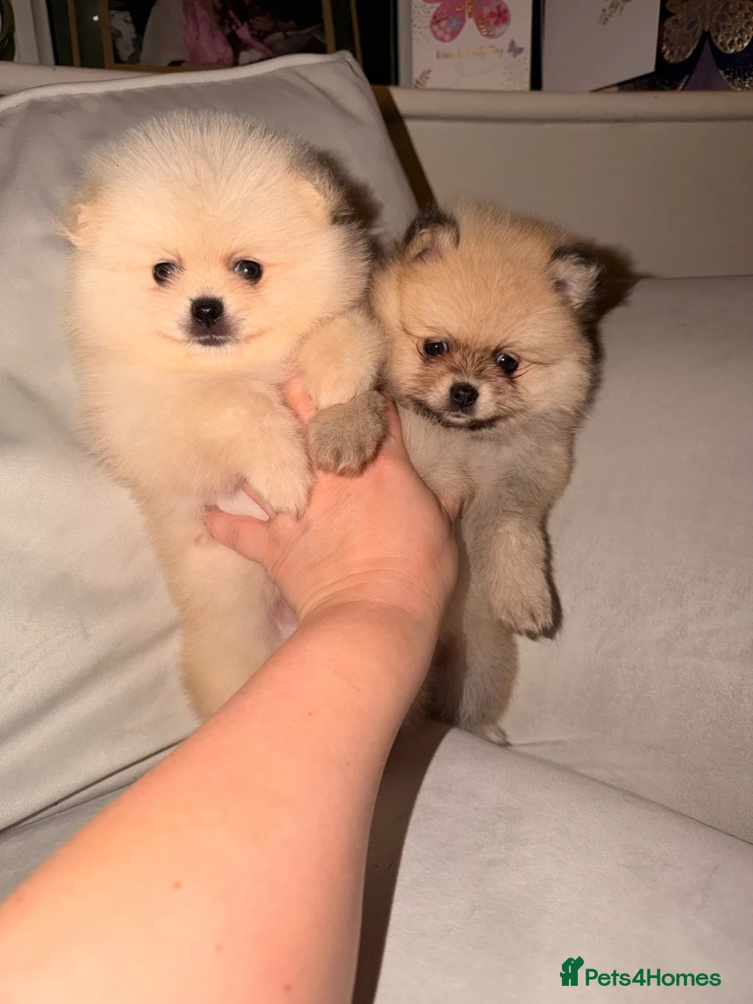 Pomeranian dogs for sale: Fluffy Teddy Bear Pomeranian Puppies Kc Reg - Advert 1