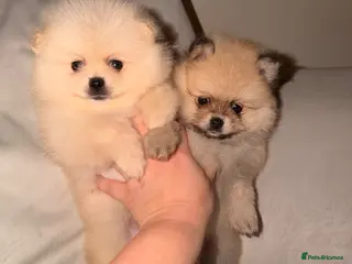 Pomeranian dogs Fluffy Teddy Bear Pomeranian Puppies Kc Reg - Advert 10