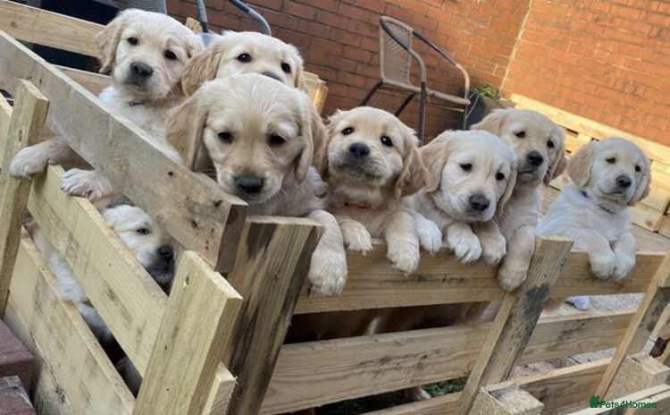 Golden Retriever dogs - Advert 1