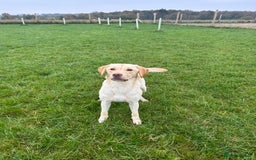 Labrador Retriever dogs for sale: Male Labrador  - Image 1