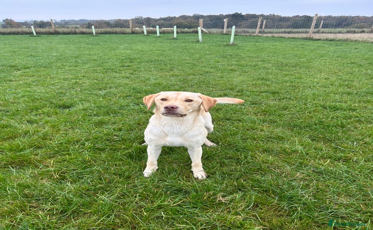 Labrador Retriever dogs - Advert 7