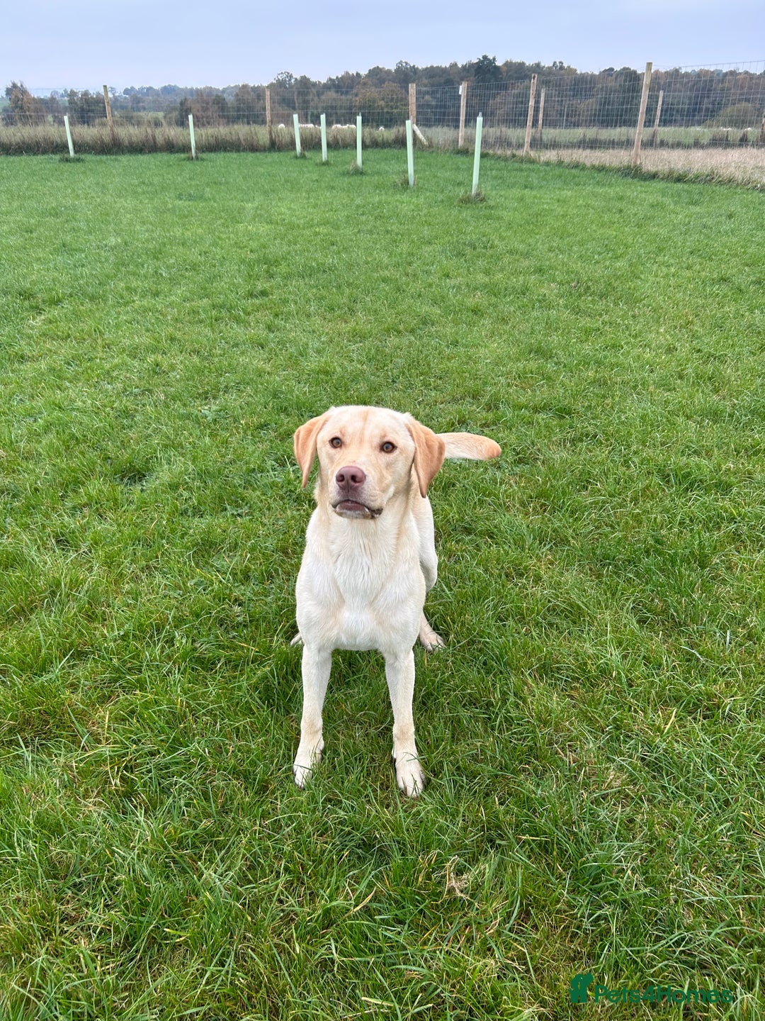 Labrador Retriever dogs for sale: Male Labrador  - Image 1