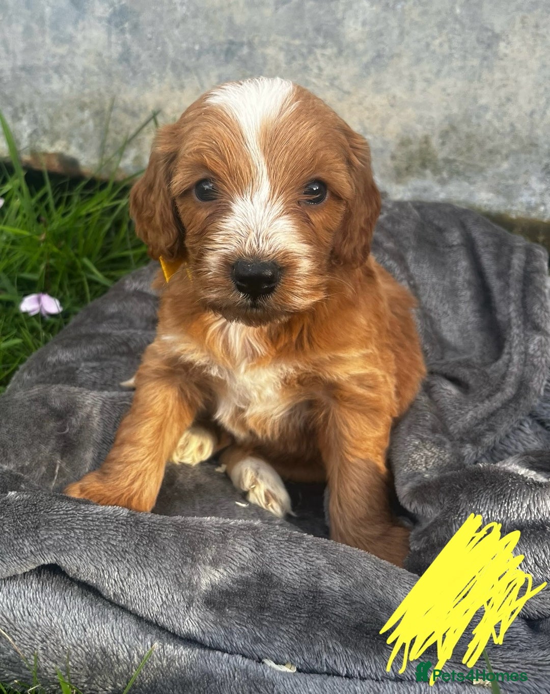 Cockapoo dogs for sale: 🌟Golden Cockapoos🌟 - Image 9