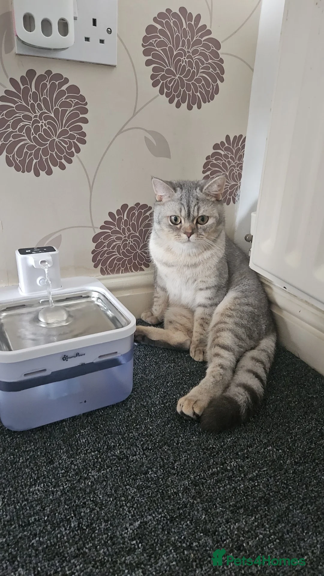 British Shorthair cats for sale: Stunning British Short Hair in Wolverhampton - Advert 1