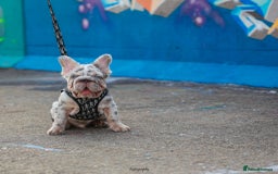 French Bulldog dogs for sale: Full fluffy ** lilac and tan Merle in London - Image 4