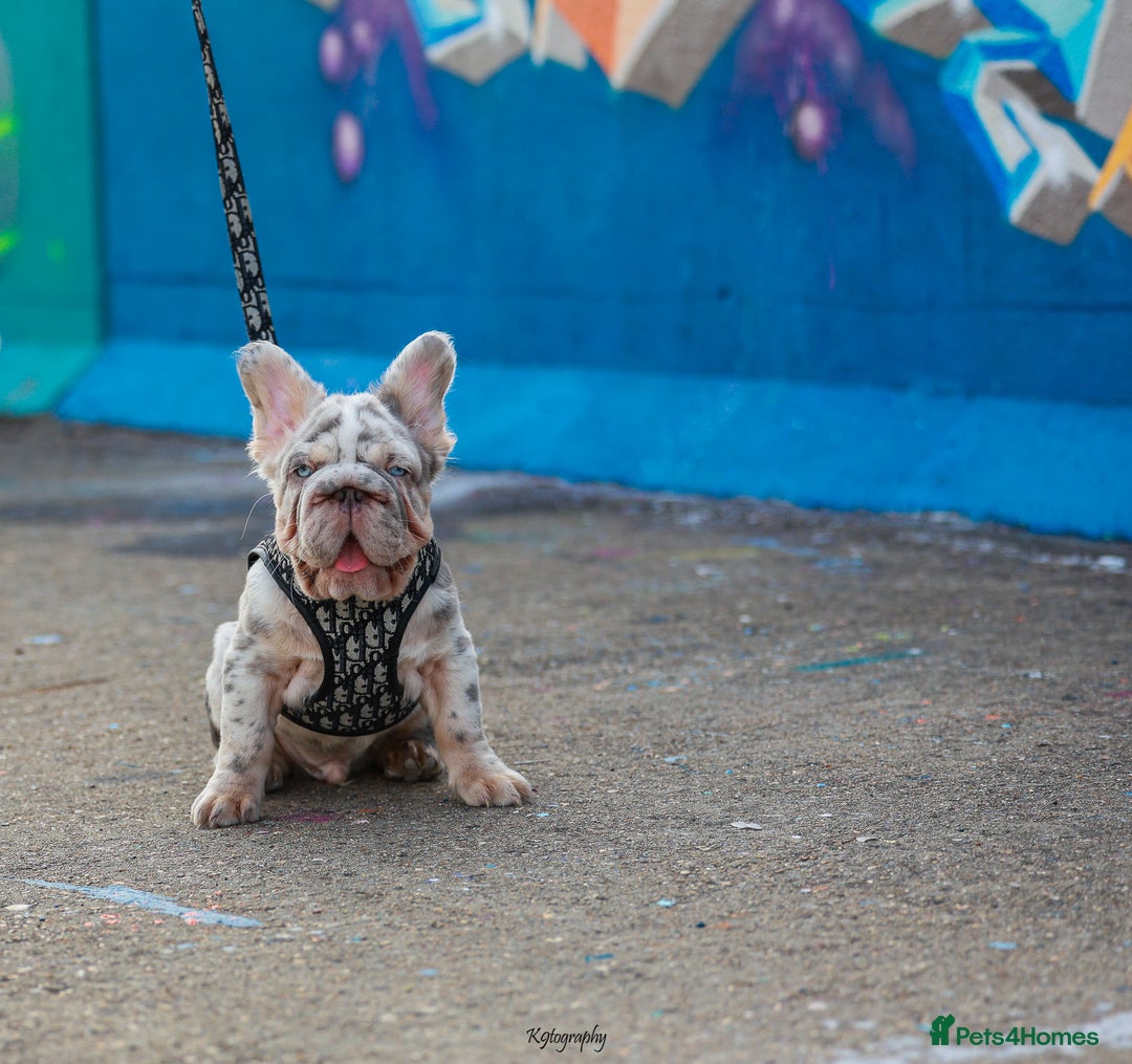 French Bulldog dogs for sale: Full fluffy ** lilac and tan Merle in London - Image 4