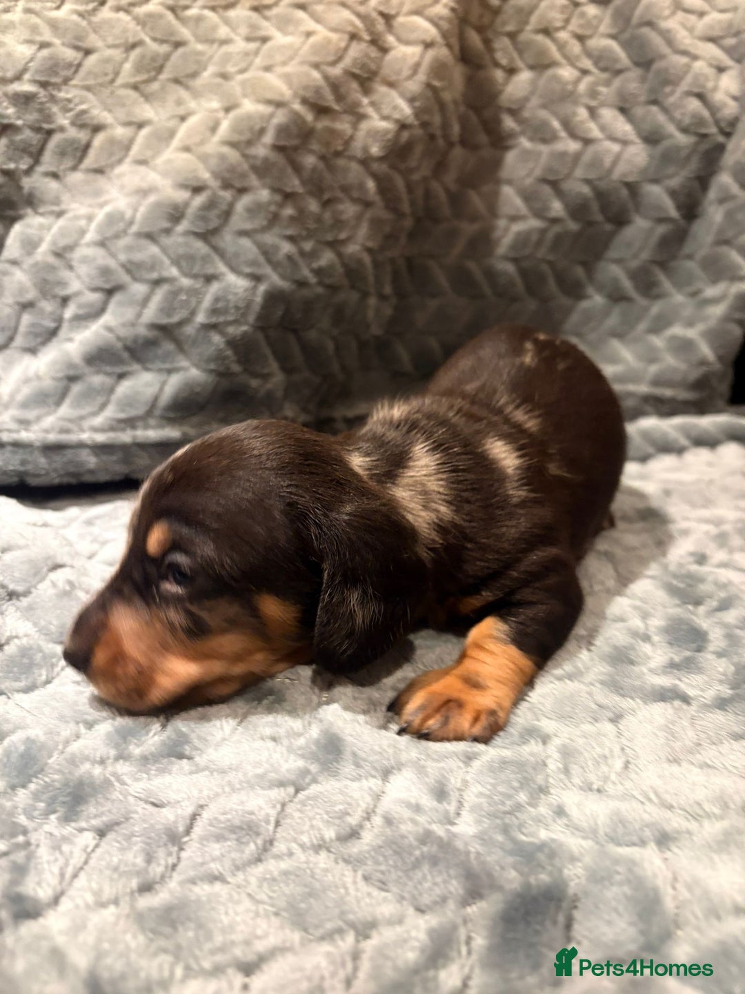 Miniature Dachshund dogs for sale: ✨ Miniature Dachshund Puppies ✨ - Advert 2
