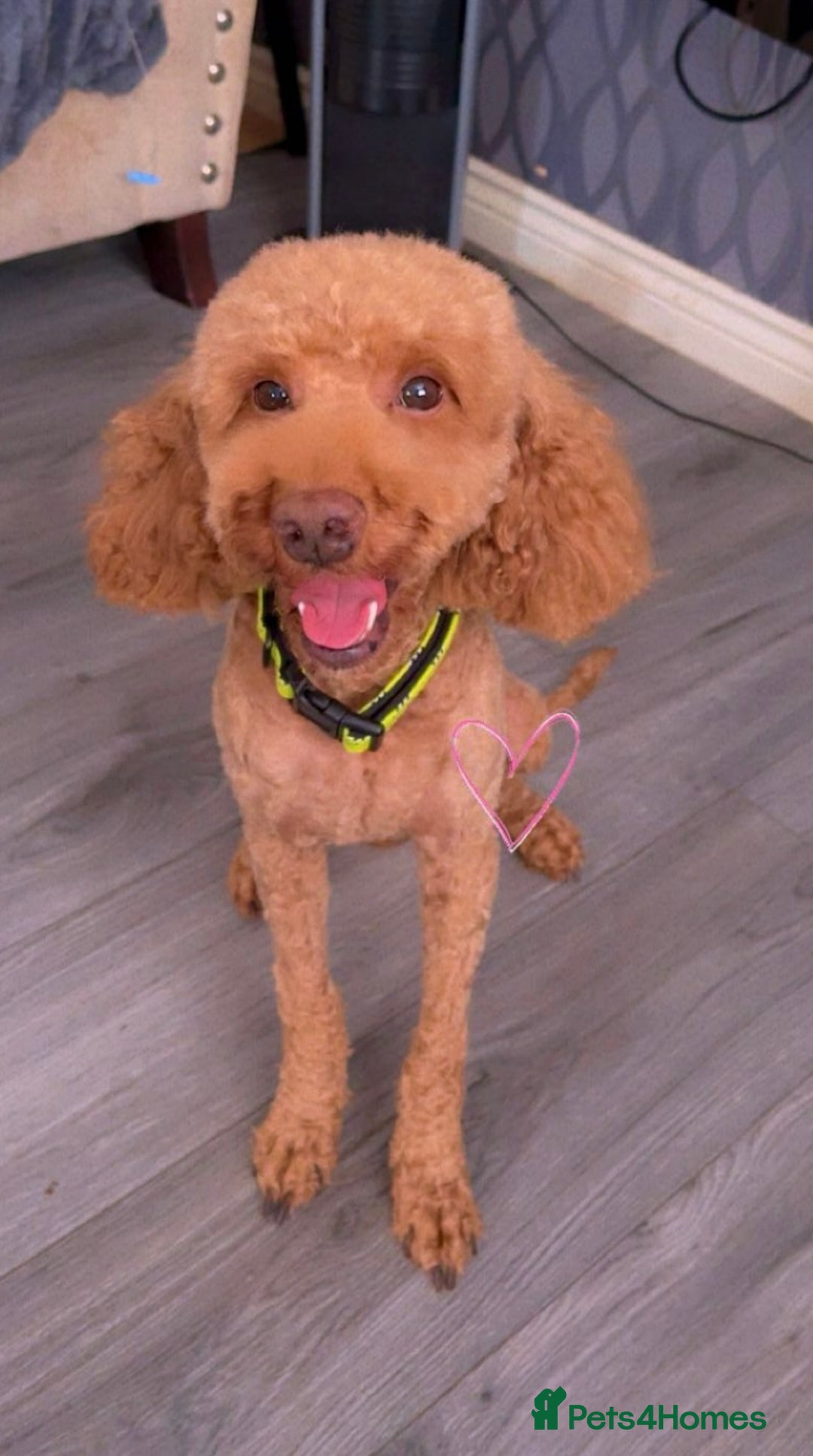 Cockapoo dogs for stud: 🐾 STUD DOG AVAILABLE – Meet Koda 🐾 - Image 8