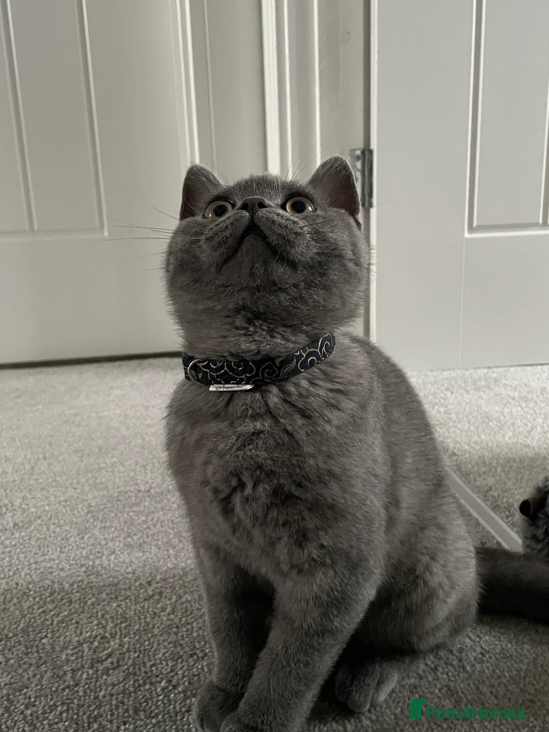 British Shorthair cats for sale: 11 month old British Blue for Sale - Advert 3