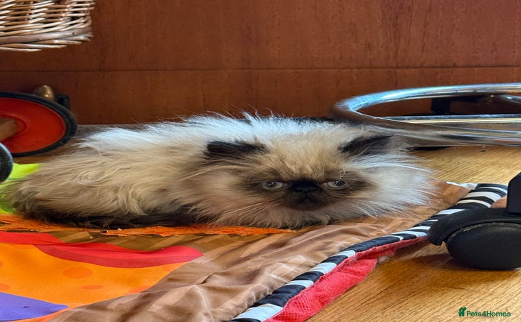 Persian cats - Advert 3