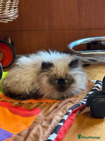 Persian cats - Advert 3