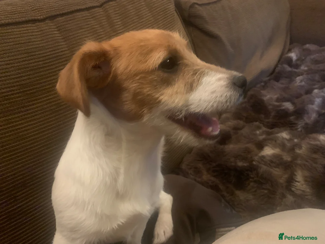 Jack Russell dogs for sale: Jack Russell female  - Advert 2