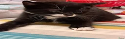 Mixed Breed cats for sale: Very energetic full of love kittens in Ilford - Advert 7