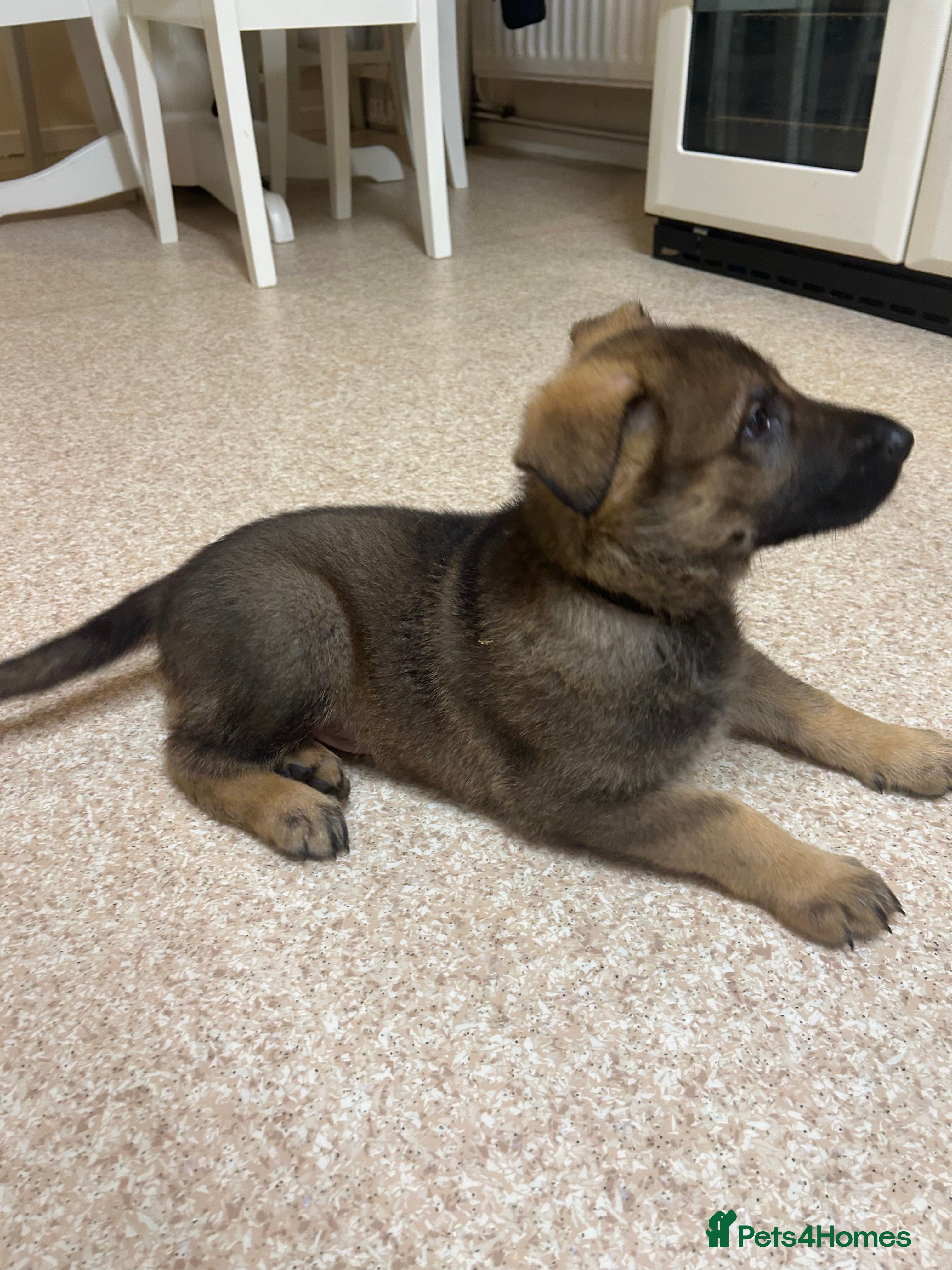 German Shepherd dogs Kc reg German shepherd puppy 3 BOYS LEFT - Advert 12