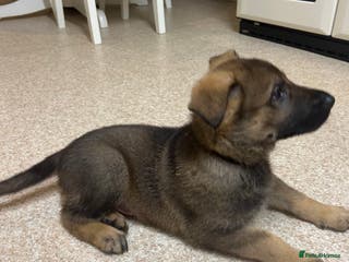 German Shepherd dogs Kc reg German shepherd puppy 3 BOYS LEFT - Advert 13