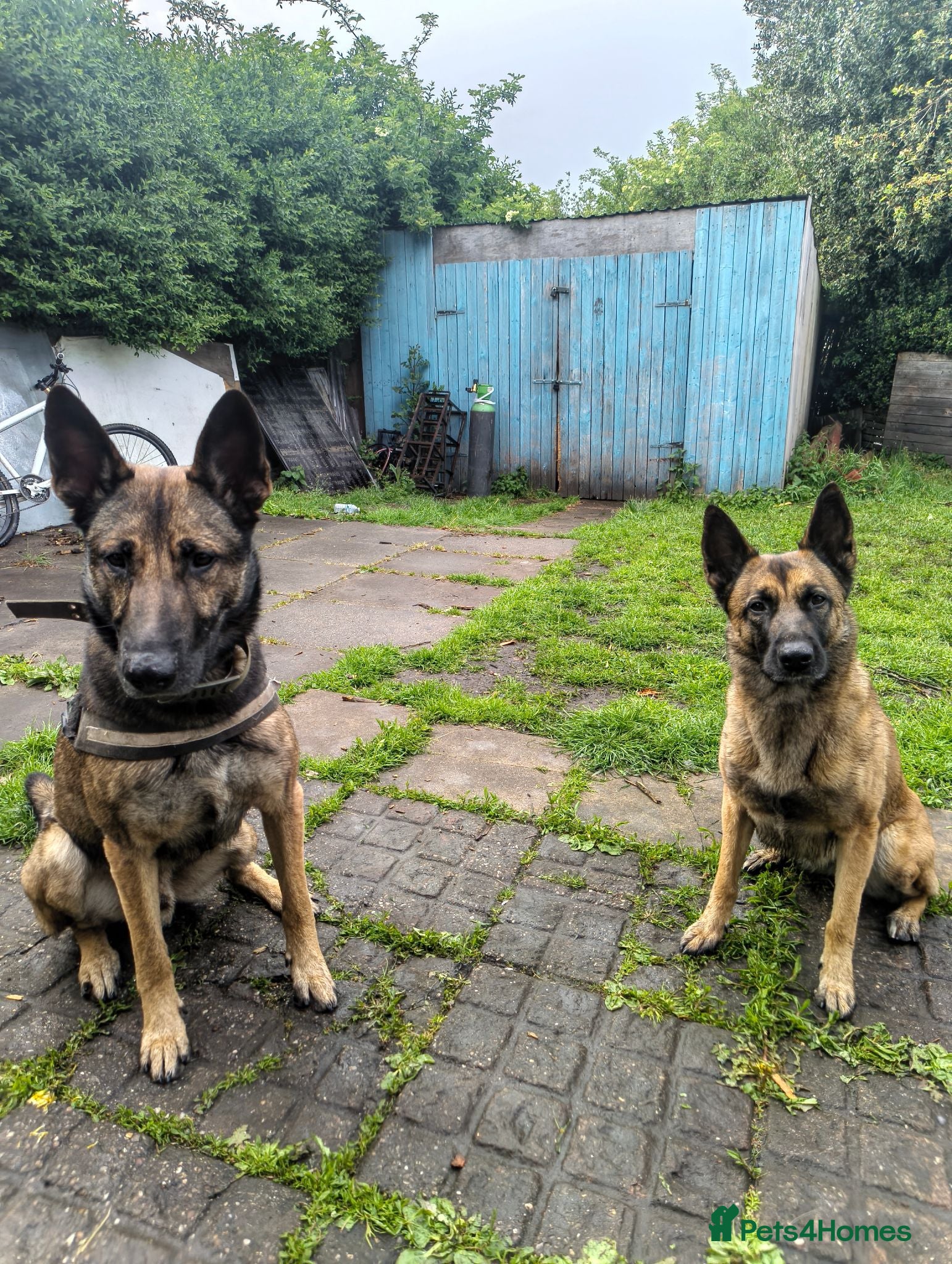 Belgian Shepherd Dog dogs Belgian Malinois Puppies – Family Raised - Advert 2