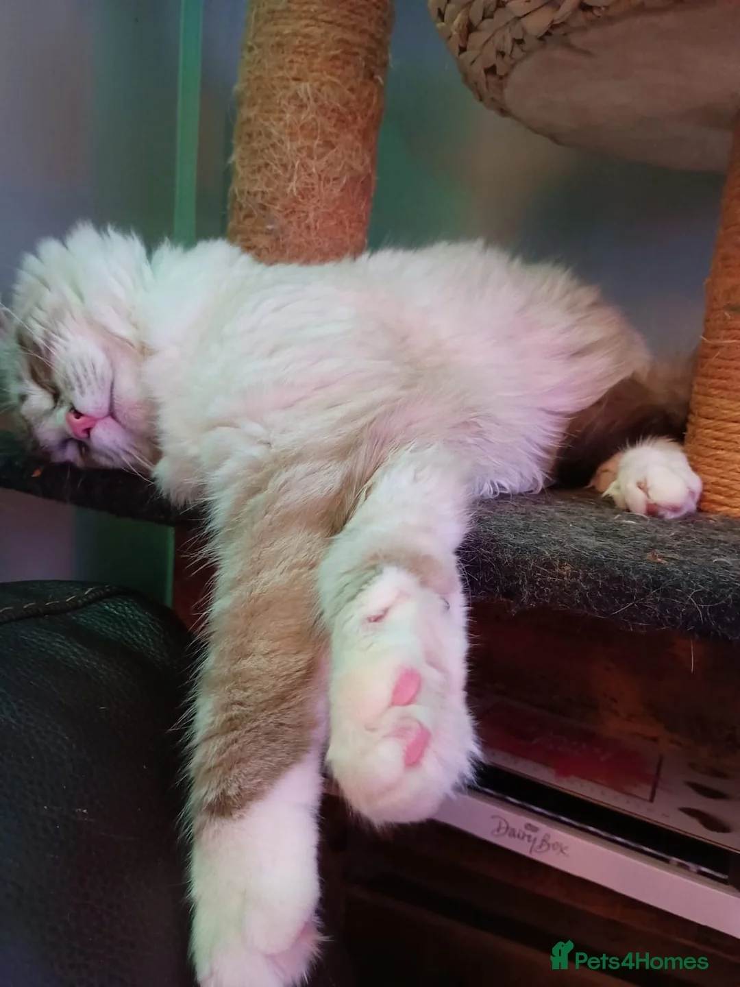 Ragdoll cats for sale: Very loving male ragdoll cat, good with dogs - Advert 2