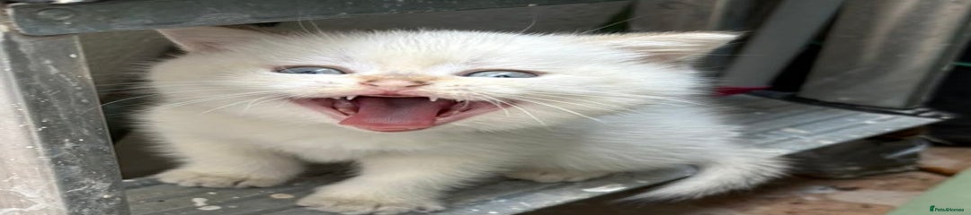 British Shorthair Kitten 2