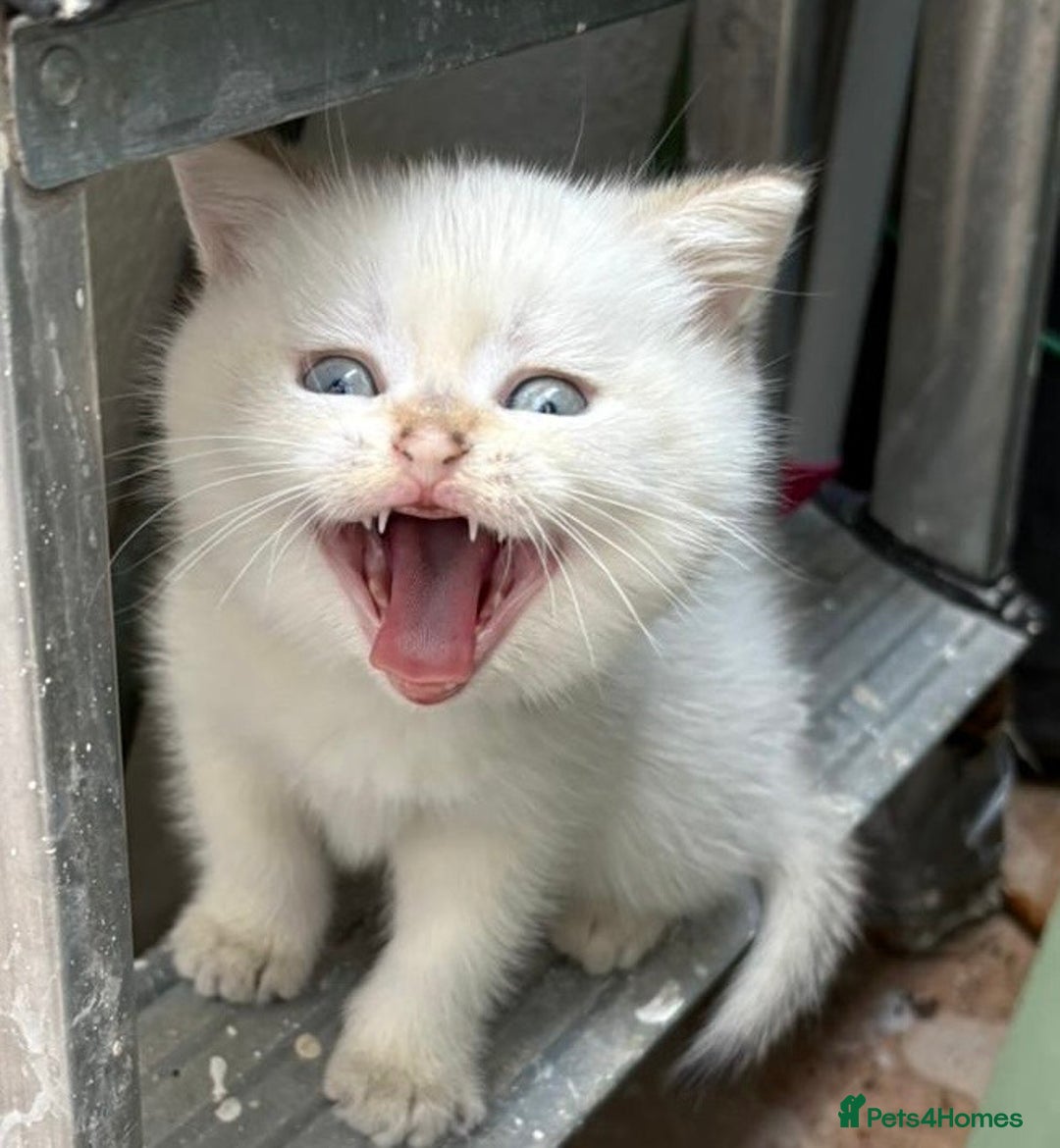 British Shorthair cats for sale: British Shorthair golden and silver - Image 7