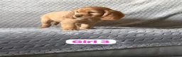 Cocker Spaniel dogs for sale: FULLHEATHTESTED OUTSTANDING SHOWTYPE COCKERSPANIEL in Alton - Advert 28