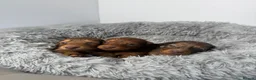 Miniature Dachshund dogs for sale: Long haired Miniature Dachshund puppies  in Colchester - Advert 4