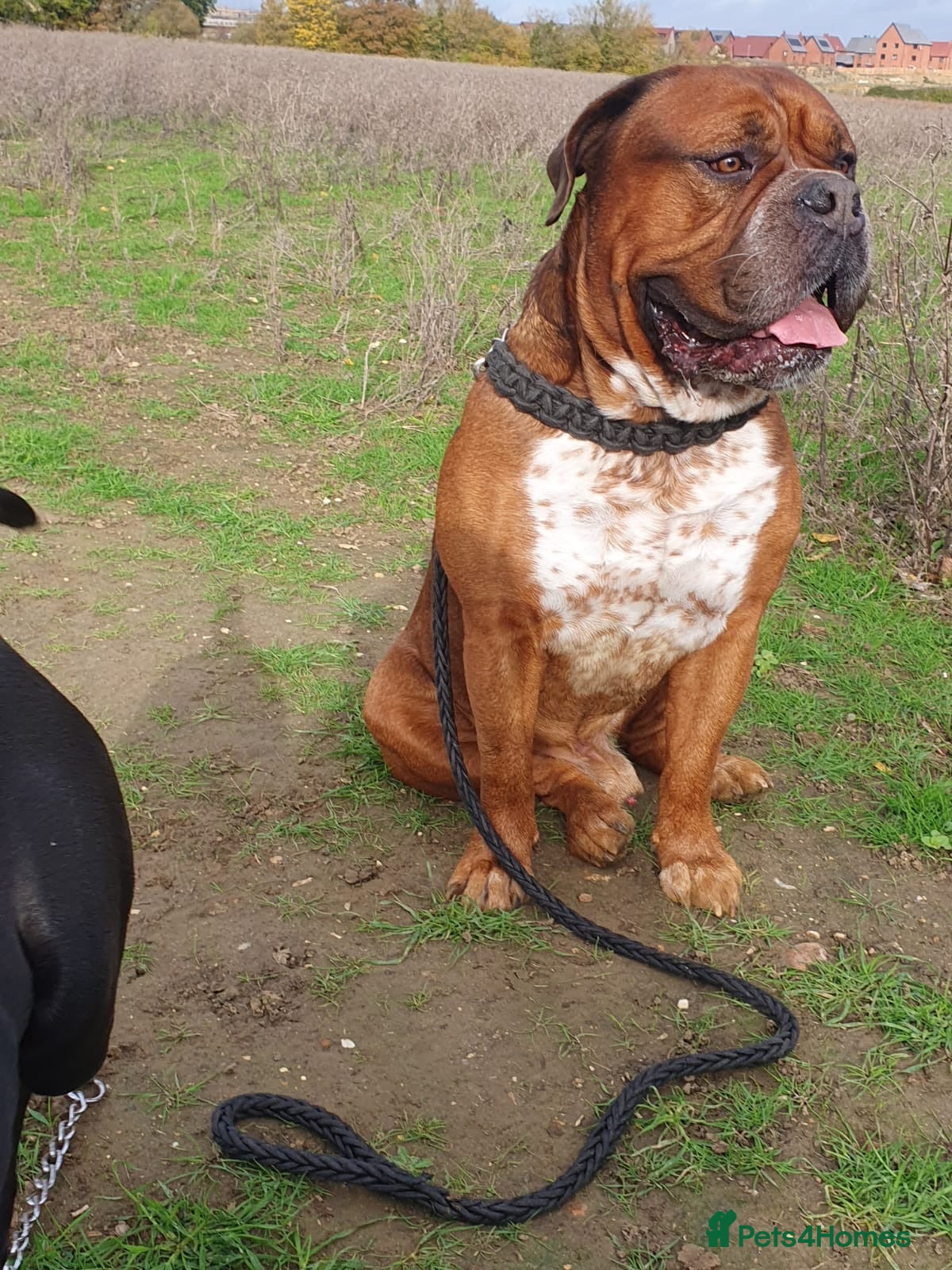 Mixed Breed dogs Big boy duke  - Advert 11