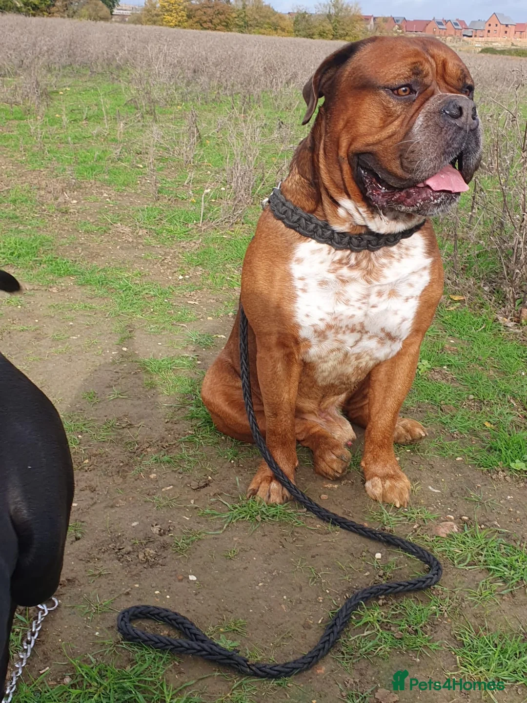 Mixed Breed dogs for sale: Big boy duke  - Advert 2
