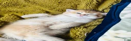 Scottish Fold cats for sale:  Kittens Ready for Their Forever Homes - Advert 40