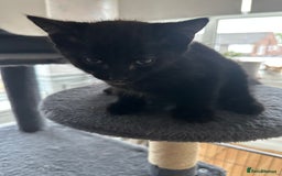 Mixed Breed cats for sale: 5 kittens for sale - Image 4