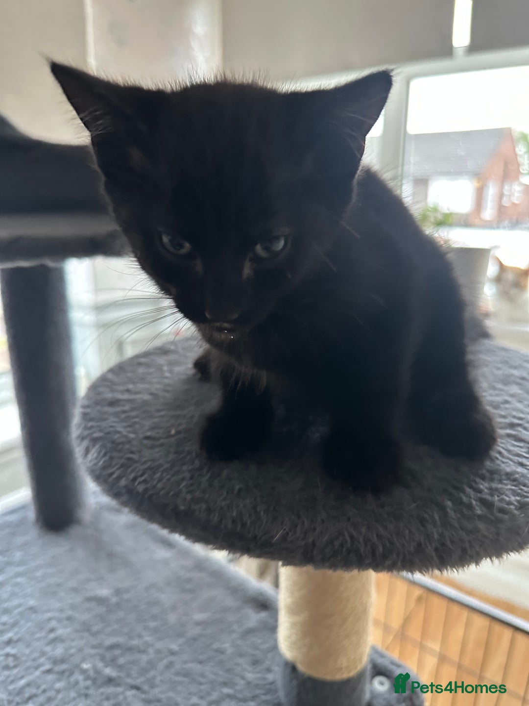 Mixed Breed cats for sale: 5 kittens for sale - Image 4