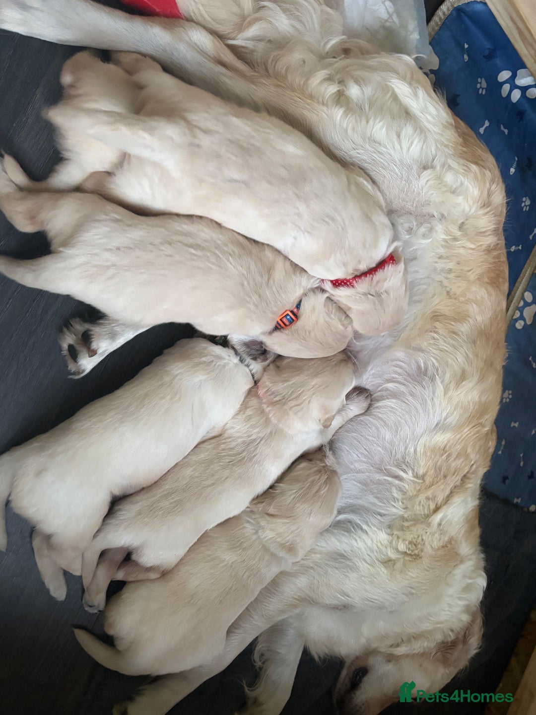 Golden Retriever dogs for sale: Golden retriever puppies  - Image 27