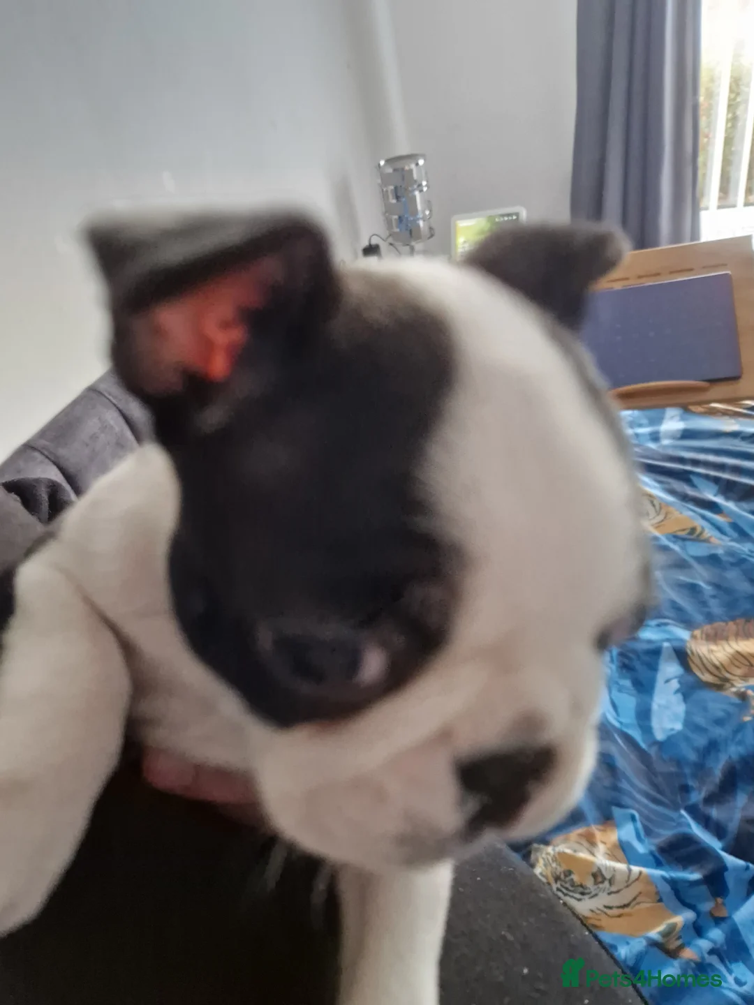 Boston Terrier dogs for sale: Boston terrier pups for sale. - Advert 2