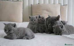 British Shorthair cats for sale: 💛 Blue British Shorthair GCCF - PEDIGREE💛 - Image 38