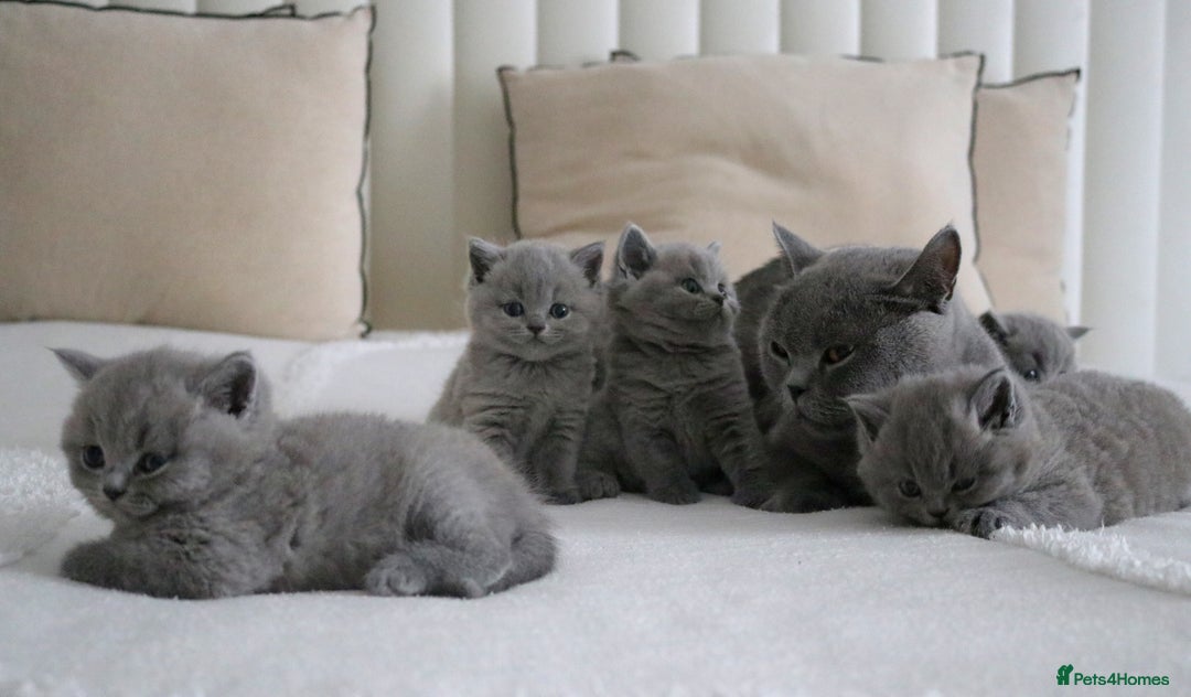 British Shorthair cats for sale: 💛 Blue British Shorthair GCCF - PEDIGREE💛 - Image 38