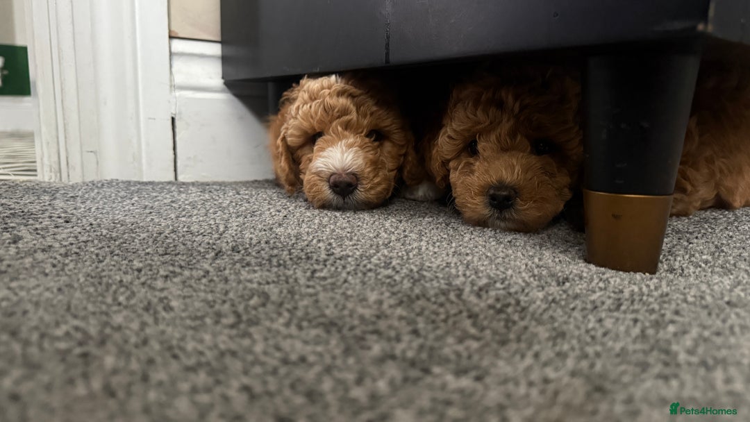 Poochon dogs for sale: 🐾 Adorable Mini Poochon Puppy – Milo 🐾 - Image 12