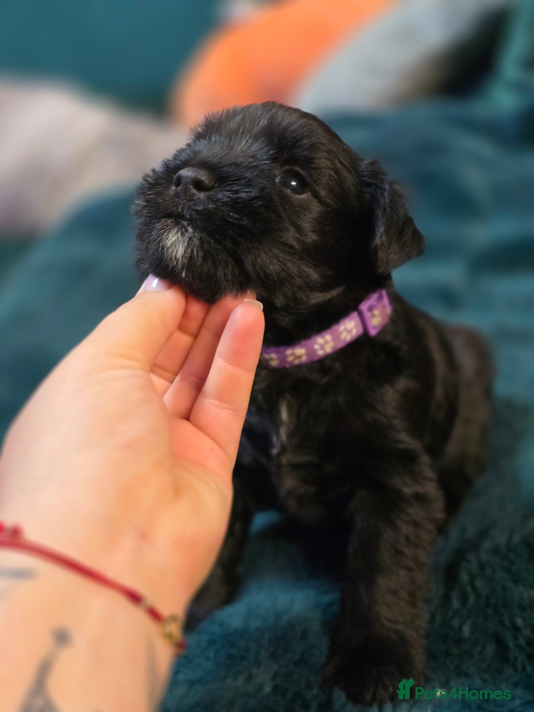 Miniature Schnauzer dogs for sale: 3 puppys left -KC - Miniature Schnauzer Puppies - Image 28
