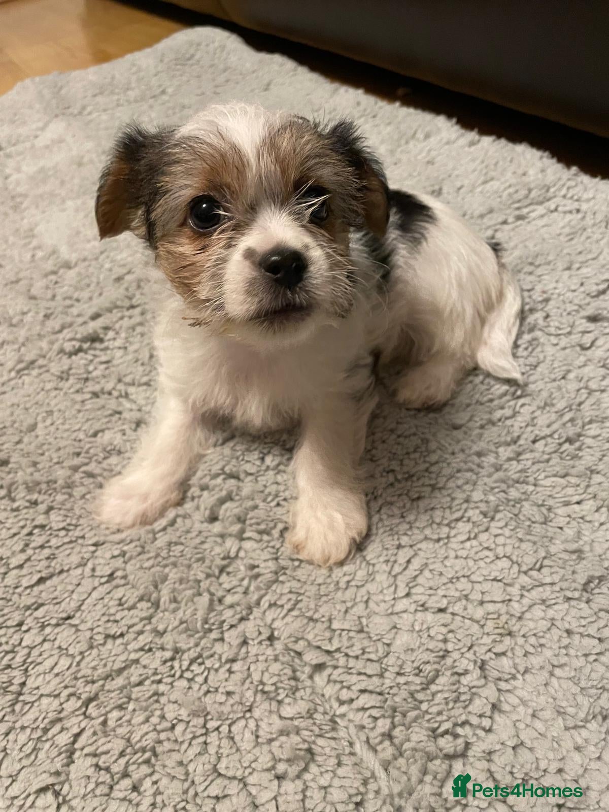 Shih Tzu dogs Lovely Shih Tzu cross puppies  - Advert 2