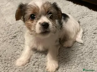 Shih Tzu dogs Lovely Shih Tzu cross puppies - Advert 2