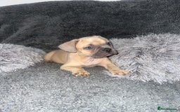 Mixed Breed dogs for sale: American bulldog X French bulldog last 3 left  - Image 12