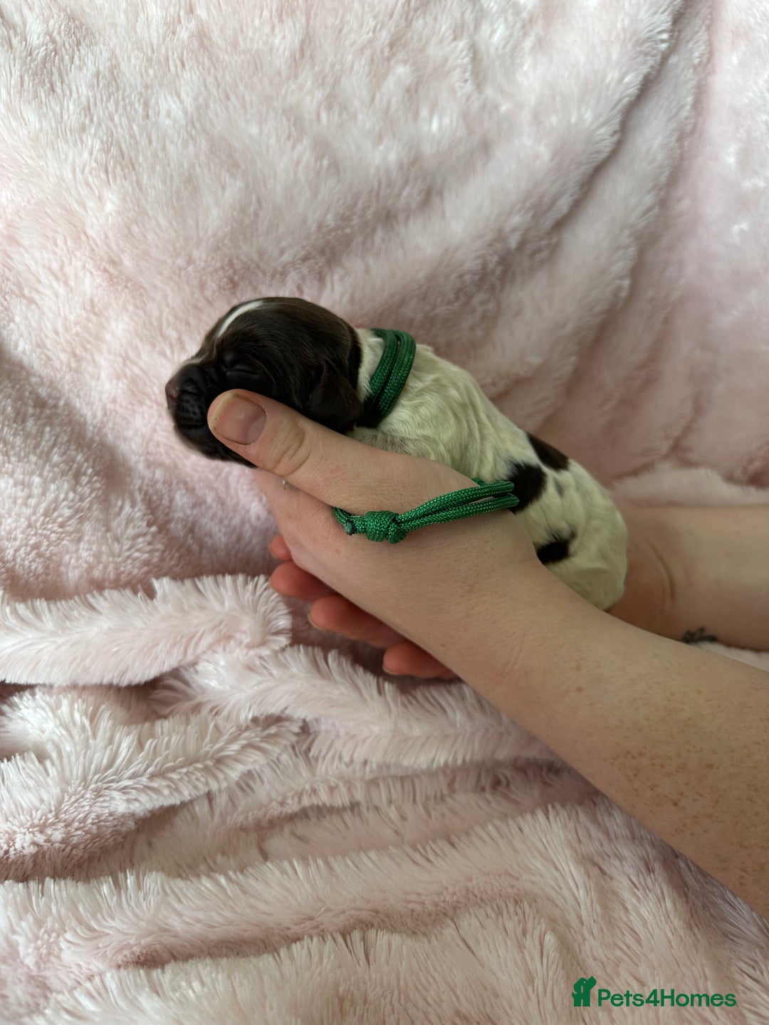 Cocker Spaniel dogs for sale: Cocker Spaniel Pups - Solid & Roan - Farlavale - Advert 10