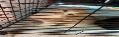 Mixed Breed Kitten 2