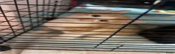Mixed Breed cats for sale: Need a loving home to mixed breed kittens in Preston - Advert 7