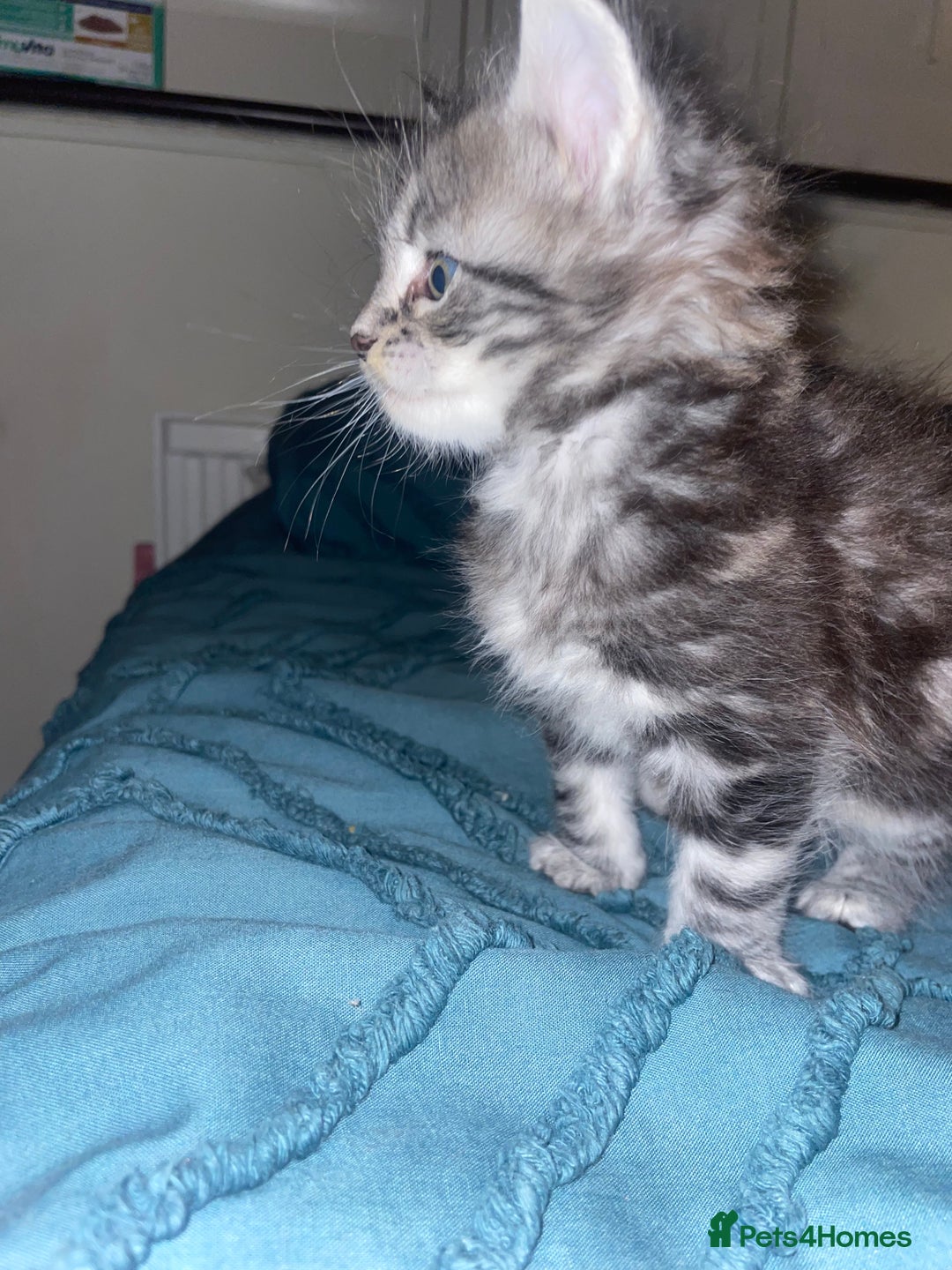 Maine Coon cats for sale: Maine coon kittens  - Advert 3