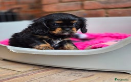 Cavalier King Charles Spaniel dogs for sale: KC Reg Black & Tan Cavalier Girl Puppies  - Image 4