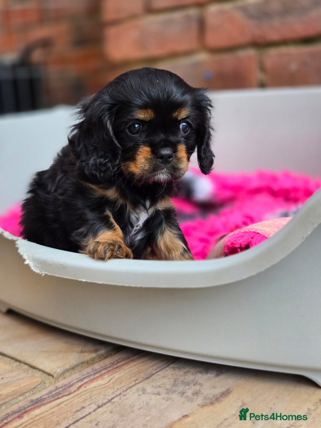 Cavalier King Charles Spaniel dogs for sale: KC Reg Black & Tan Cavalier Girl Puppies  - Image 4