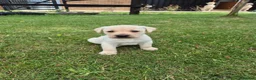 Labrador Retriever dogs for sale: 🐾 Beautiful Labrador Puppies – KC Registered 🐾 - Advert 7