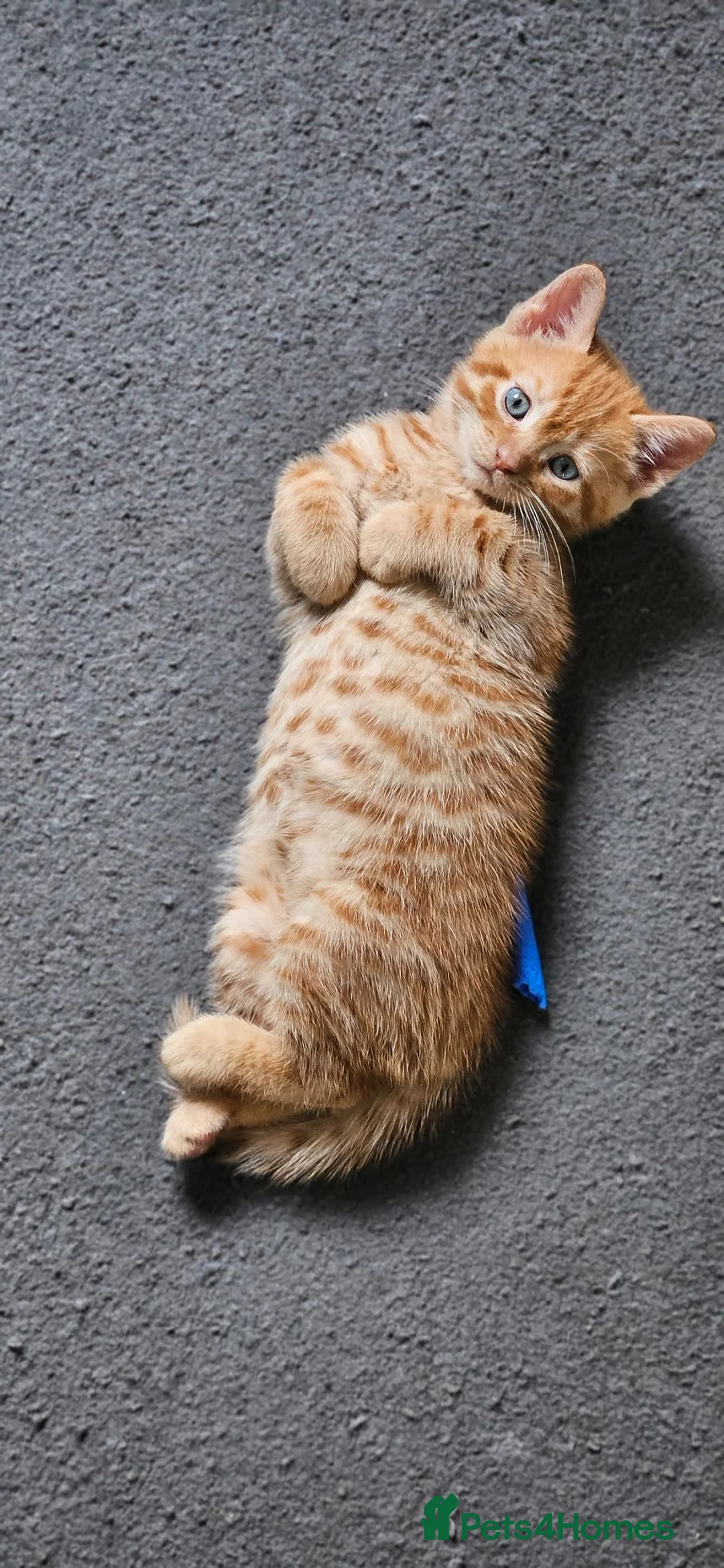 Mixed Breed cats for sale: Gorgeous ginger girl looking for forever home - Advert 2