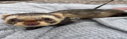 Ferret rodents for sale: Male ferret (castrated) in Preston - Advert 6