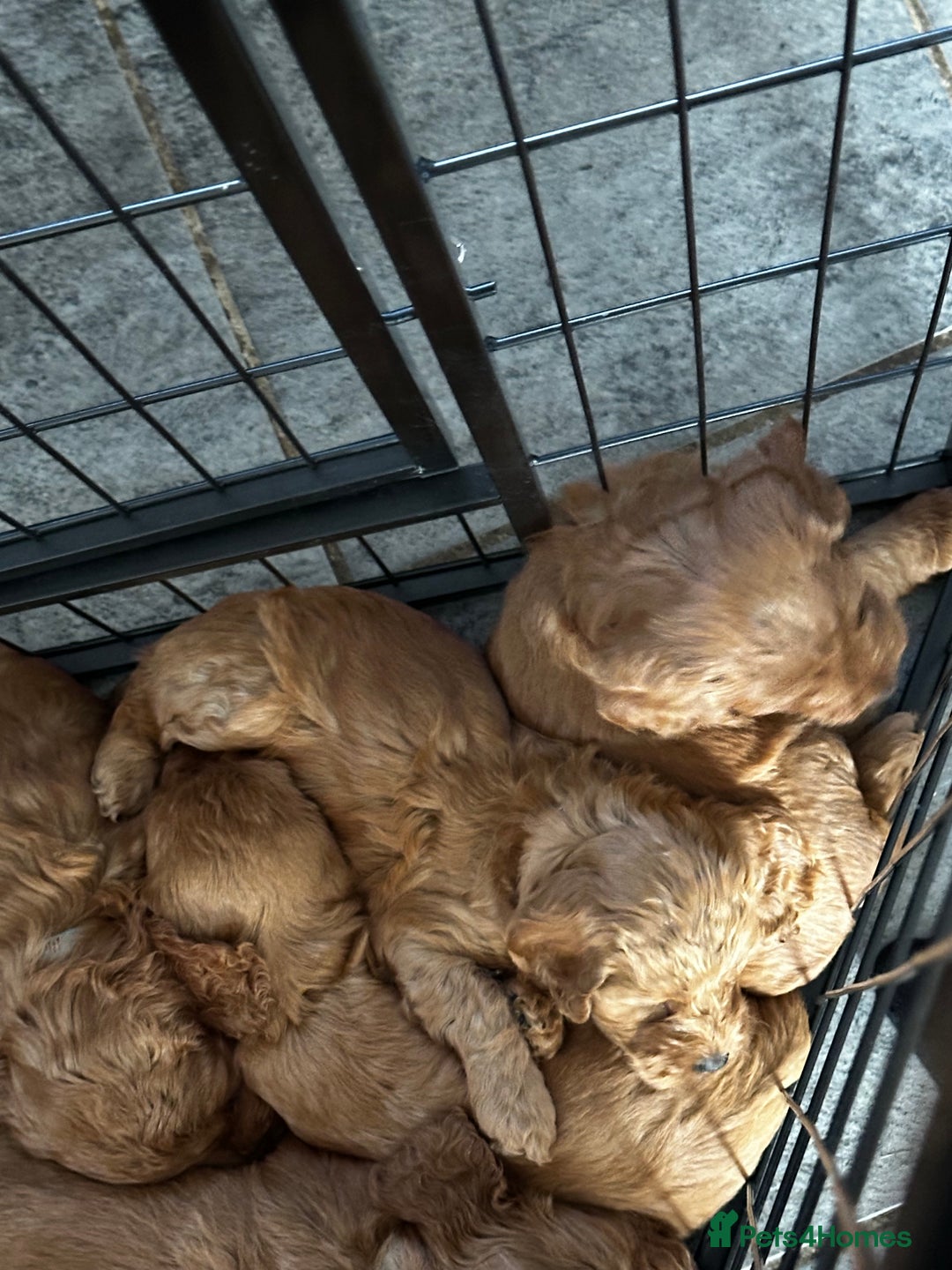 Cockapoo dogs for sale: F1 Red Cockapoo puppies ~ ⭐️ready Now ⭐️  - Image 26